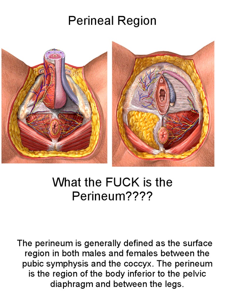 Perineal Anatomy Overview | PDF | Pelvis | Clitoris