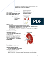 Urinary System