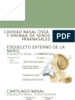 Cavidad Nasal y Senos Paranasales