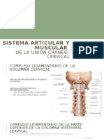 Complejo Articular y Muscular Craneo-Cervical