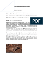 Ubicación del sapo en la clasificación zoológica.doc
