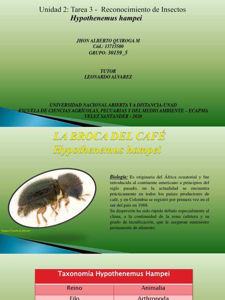 Ciclo Biológico de la Broca del Café | PDF | Insectos | café