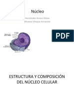 Estructura y Composicion Del Nucleo Celular Biologia