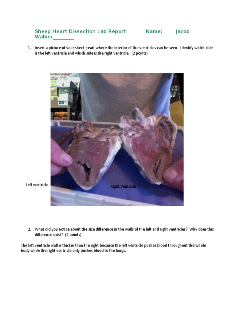 Sheep Heart Dissection Cheat Sheet PDF