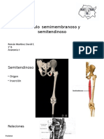 Músculo Semimembranoso y Semitendinoso