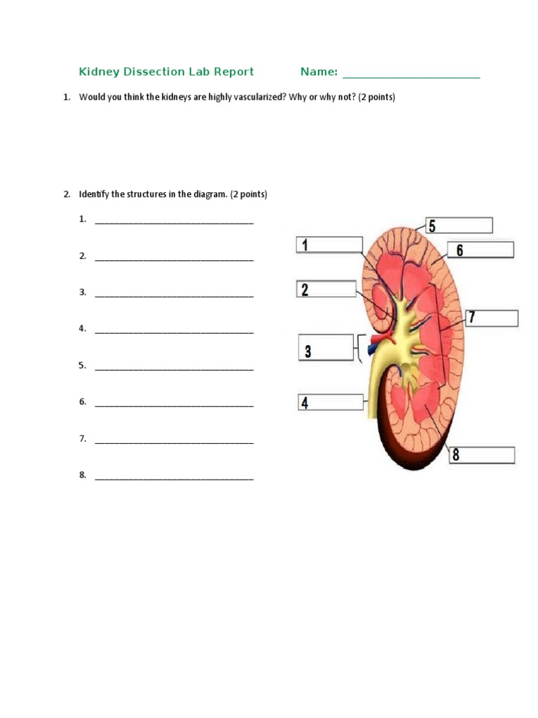 Kidney Dissection Lab Report PDF