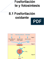 8.1 Fosforilación Oxidante PDF