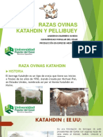 Ovinos Katadhin - Pellibuey Anderson Barrero Oviedo PDF