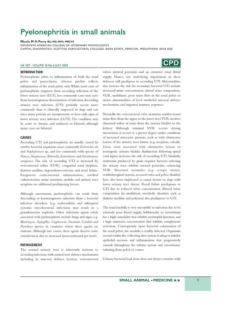 29 Pyelonephritis PDF | PDF | Urinary Tract Infection | Kidney