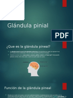 Glándula Pinial