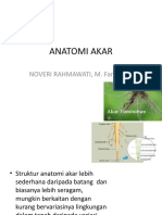 Anatomi Akar-1