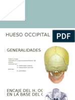 Hueso Occipital