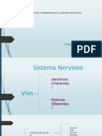 Vías de transmisión nerviosa