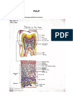 Dental Pulp - Structures