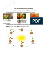 Guia de Estudio Ciclo de Vida de Las Plantas Con Semillas