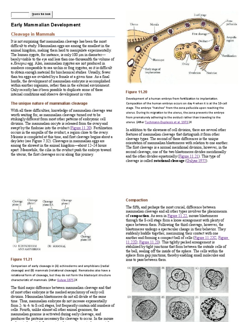 Mammalian Embryo Development | PDF | Implantation (Human Embryo) | Placenta