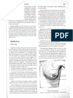 Anatomia mamelelor