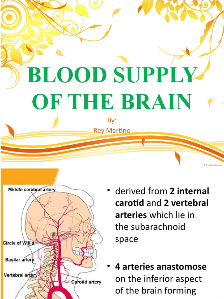 Blood Supply of The Brain | PDF | Vein | Cerebrospinal Fluid