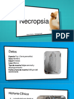 Necropsia de cuy hembra con perforación abdominal