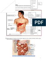LKS Pencernaan