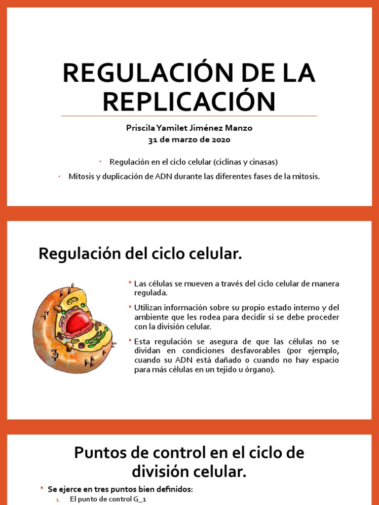 Regulación del Ciclo Celular y Mitosis | PDF | Mitosis | Ciclo celular