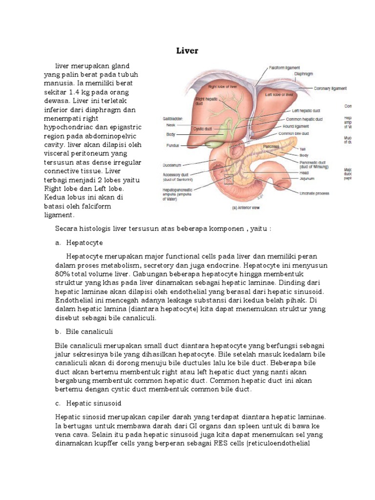 Anatomi dan Fungsi Hati Manusia | PDF