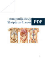Anatomija Čovjeka - Skripta Za I. Semestar PDF
