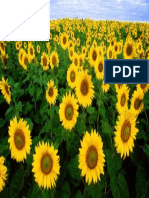 Sunflower-field-Fargo-North-Dakota