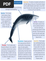 Fin Whale Seven Life Processes