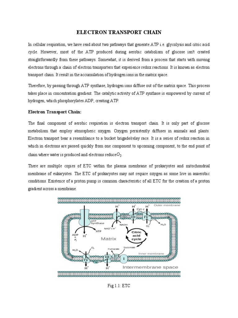 Overview of the Electron Transport Chain | PDF | Electron Transport ...
