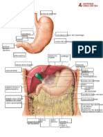 Práctica 3 Laminas Gastrointestinal PDF