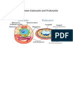 Difference Between Eukaryote and Prokaryote