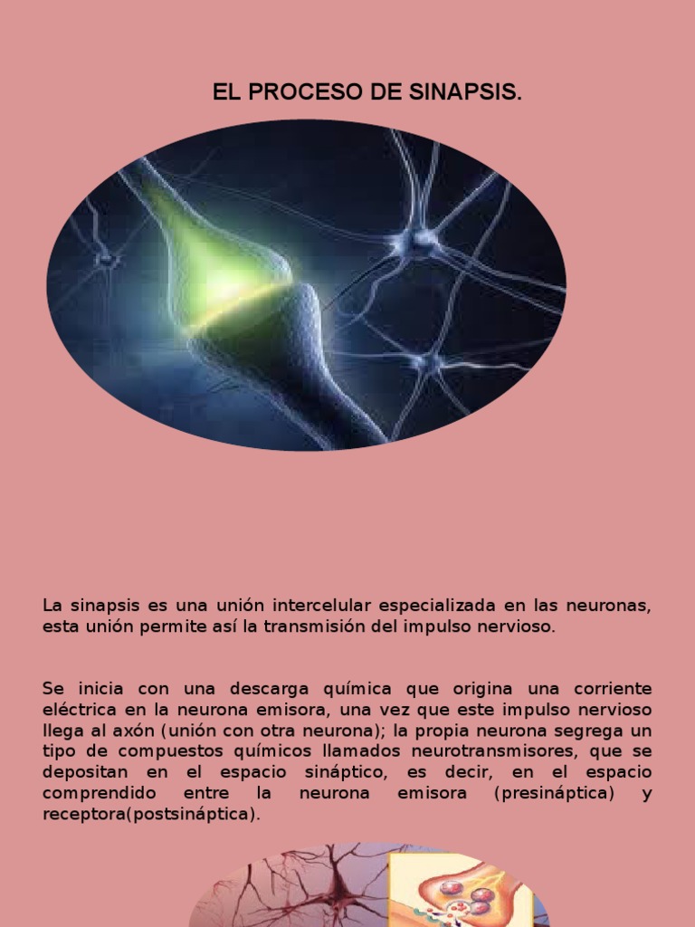 Proceso de Sinapsis Neuronal | PDF | Salud y bienestar