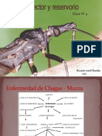 Triatomineos y Chagas