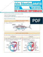 Circulación en animales vertebrados
