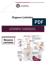 2 Organos Linfoides PDF