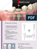 Segundo Premolar Inferior