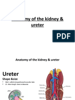 سمنار anatomy of kidney
