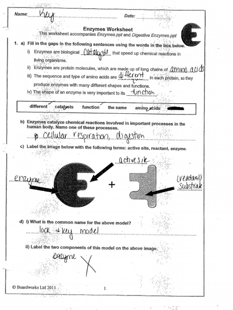 Enzyme Review Sheet Answers