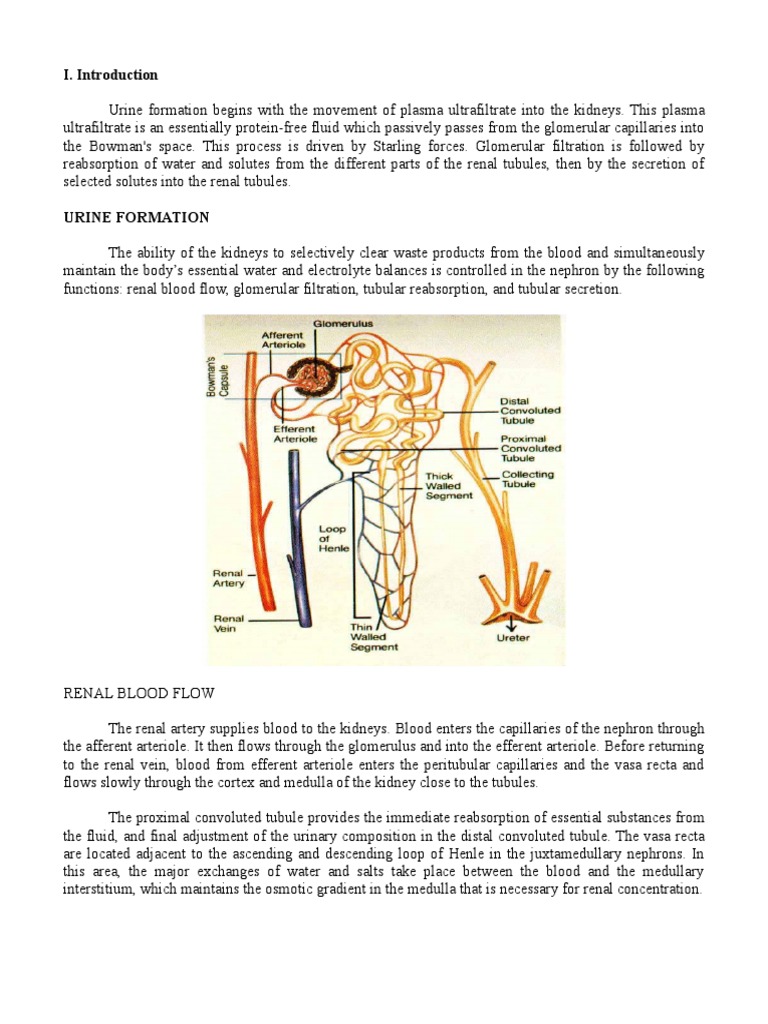 Urine Formation PDF | Download Free PDF | Kidney | Organ (Anatomy)