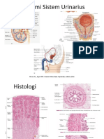 Anatomi Sistem Urinarius