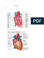 ANATOMI JANTUNG