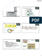 5 - Citologia, Fisiologia e Antifúngicos