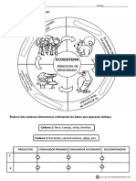 Los Ecosistemas Cadena Trófica Actividades PDF