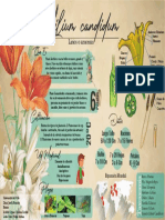 Infografía Bionica PDF