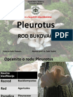 Rod Pleurotus