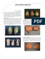 Family and Genus Descriptions: Acanthaceae