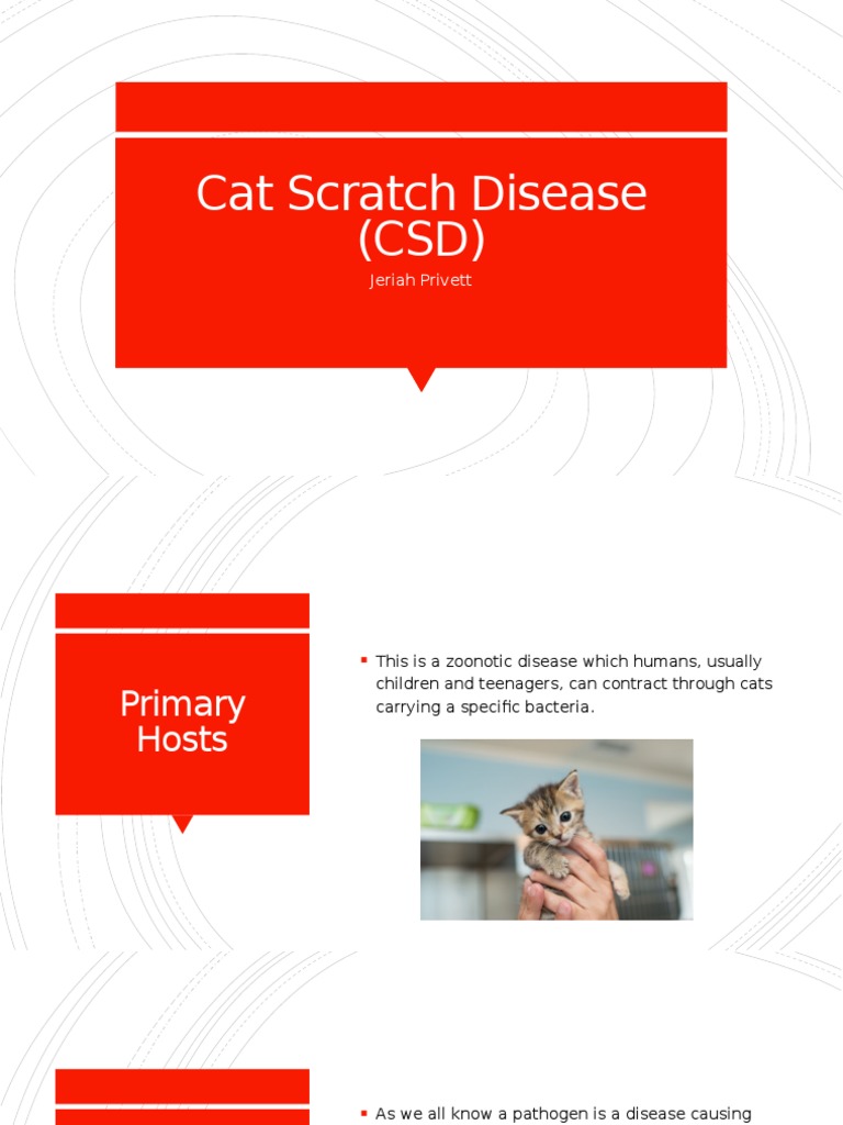 Cat Scratch Disease (CSD) Jeriah Privett PDF Immunology Clinical Medicine