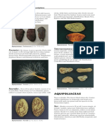 Parahancornia: 12 Family and Genus Descriptions