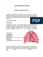 Red Arterial y Venosa